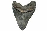 Serrated, Fossil Megalodon Tooth - South Carolina #310401-2